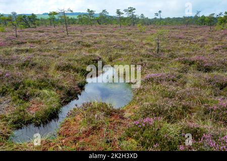 Paysage dans la lande noire avec les yeux de tourbière et la bruyère Banque D'Images