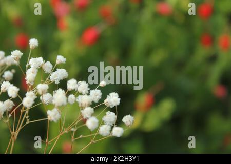 Fleurs à souffle séchées de bébé avec fond vert de jardin Banque D'Images