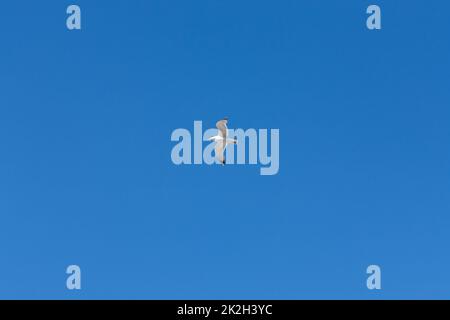 Mouette volant dans un ciel bleu vif Banque D'Images