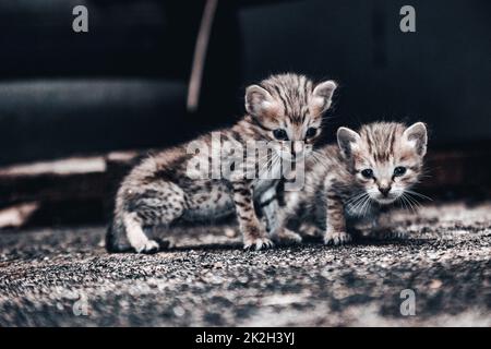 Deux petits chatons mignons dans la maison Banque D'Images