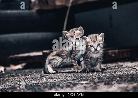 Deux petits chatons mignons dans la maison Banque D'Images