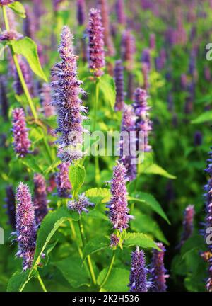 Agastache Blue Fortune ou Hysso géant de fleurs. Banque D'Images