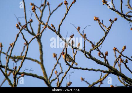 Un filet de sang, également appelé linnet ou finch de lin sur un arbre. Banque D'Images