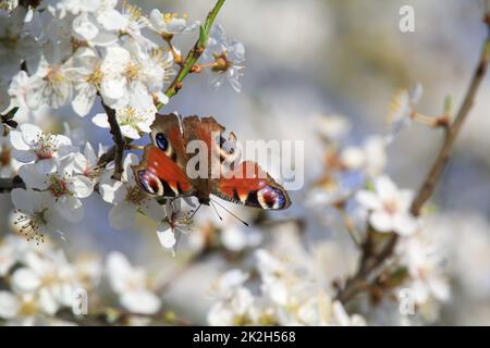 Un papillon paon sur la fleur d'un arbre fruitier. Banque D'Images