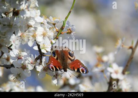 Un papillon paon sur la fleur d'un arbre fruitier. Banque D'Images