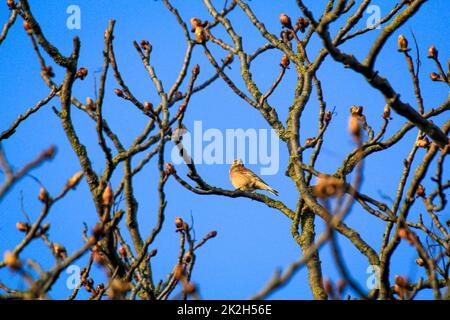 Un filet de sang, également appelé linnet ou finch de lin sur un arbre. Banque D'Images