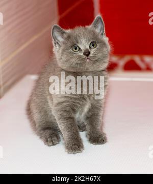 Portrait d'un petit chaton bleu écossais Banque D'Images