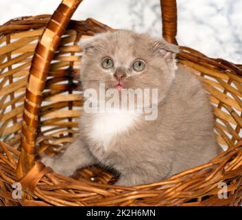 Gros plan petit écossais pliure bicolore lilas chaton regardant hors d'un panier en osier Banque D'Images