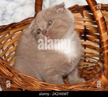 Gros plan magnifique petit chaton écossais pliant avec vue sur un panier en osier Banque D'Images