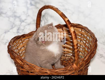Magnifique chaton écossais dans un panier en osier Banque D'Images
