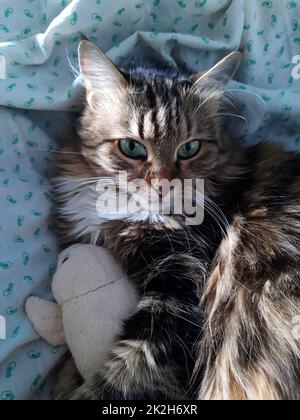 Chat et peluche en gros plan Banque D'Images