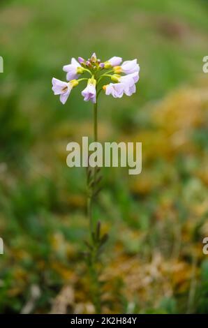 Cardamine pratensis, connue sous le nom de couckooflower, mack de dame, mayflower ou milkmaid Banque D'Images