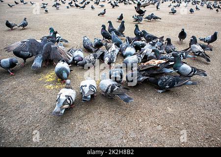 a lot of gray pigeons eat grits on the asphalt Stock Photo