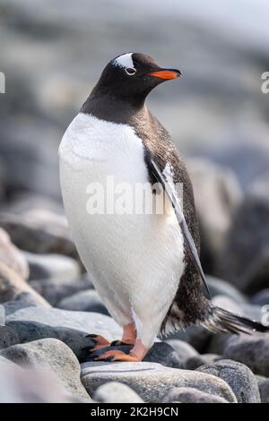 Gros plan sur le pingouin gentoo sur la plage de galets Banque D'Images