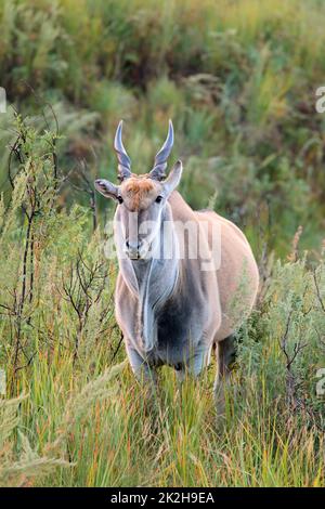 Eland antelope dans l'habitat naturel Banque D'Images