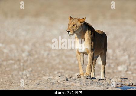 Lionesses à un trou d'eau - Etosha Banque D'Images