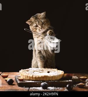 le chat droit écossais adulte tient un tamis avec du sucre en poudre et saupoudrer une tarte aux prunes sur une table rustique brune.Drôle de cuisinier animal Banque D'Images