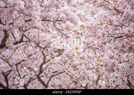 Fleur de cerisier sakura en fleurs Banque D'Images