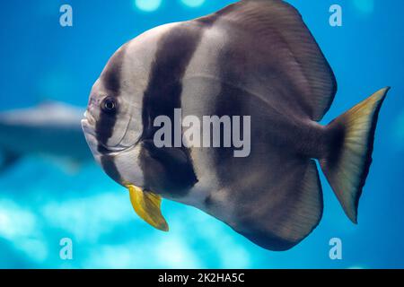 Longfin Batfish (Platax teira) in the Ocean Voyager exhibit at the Georgia Aquarium in downtown Atlanta, Georgia. (USA) Stock Photo