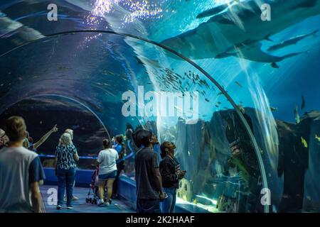 Les gens sont émerveillés par le tunnel sous-marin en acrylique Ocean Voyager, tandis qu'un requin-baleine se balade au-dessus de l'aquarium de Géorgie à Atlanta. (ÉTATS-UNIS) Banque D'Images