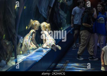 La jeune fille se montre émerveillement devant la vie océanique à travers le tunnel sous-marin en acrylique de l'exposition Ocean Voyager à l'Aquarium de Géorgie à Atlanta. Banque D'Images