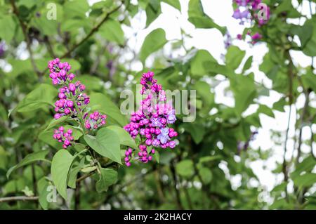 Buisson lilas pendant la floraison au début du printemps. Syringa vulgaris, lilas commun en fleur. Banque D'Images