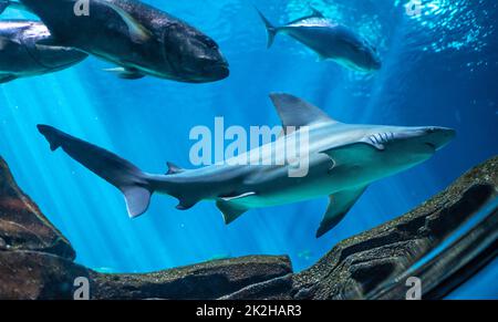 Georgia Aquarium window view of a sandbar shark (Carcharhinas plumbeus) in the Ocean Voyager exhibit at the Georgia Aquarium in downtown Atlanta. Stock Photo