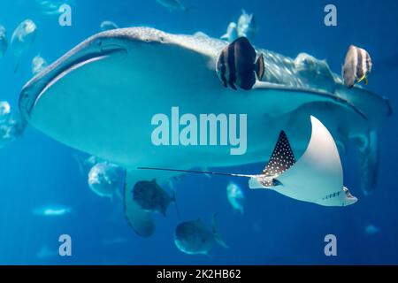 A giant whale shark and spotted eagle ray, along with various ocean fish, at the Georgia Aquarium, the largest aquarium in the United States. (USA) Stock Photo