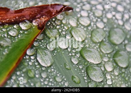 Gros plan des gouttes de pluie sur une feuille de cana lilly Banque D'Images