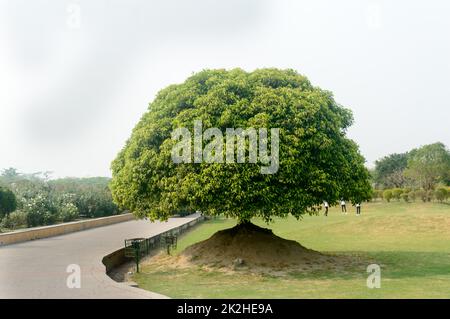 Un bel arbre sur une prairie verte en été soleil couchant. Sentier de jardin menant à travers. Nature paysage arrière-plan. Banque D'Images