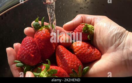 Fraises dans les mains des femmes sous le jet d'eau du robinet pour le lavage. Banque D'Images