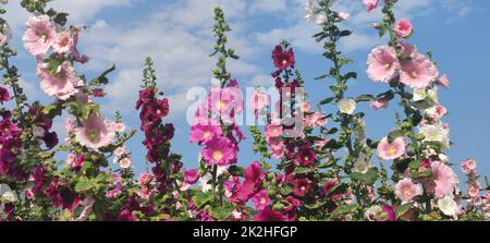 Hollyhocks fleurir à Teipei City, Taïwan Banque D'Images