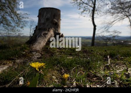 Pissenlit dans la région allemande appelée Rothaargebirge Banque D'Images