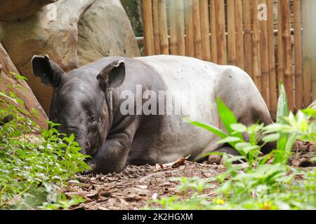 Malayan Tapir sleeps on the ground as a large mammal Of a single hoof Stock Photo