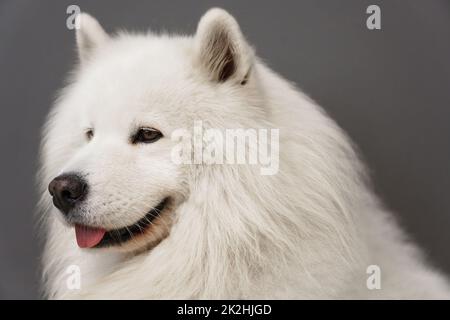 Magnifique Portrait de chien Samoyède Banque D'Images