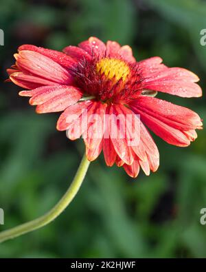 Fleur de couverture, Gaillardia grandiflora Banque D'Images