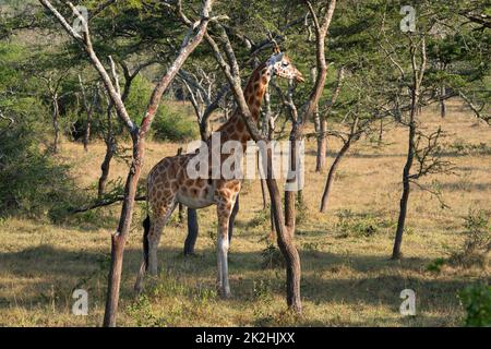 Baringo Giraffe, Giraffa camelopardalis Banque D'Images
