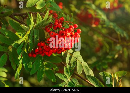 Rowan / mountain ash-berry (Sorbus aucuparia) bunch growing on tree branch Banque D'Images