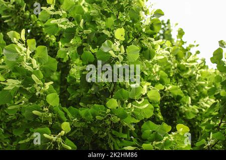 Petites feuilles de tilleul (Tilia cordata) arbre, détail sur les branches couvertes de feuilles et fruits. Banque D'Images