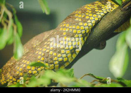 Mangrove pit viper's skin is yellow with black spots and fairly distributed. Stock Photo