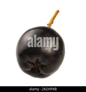 Seul aronie petite baie fruit isolé sur fond blanc. Banque D'Images