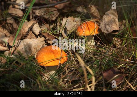 Deux tiges rouge scaber plafonné (le Leccinum aurantiacum / albostipitatum) en basse forêt sèche de l'herbe, éclairé par le soleil l'après-midi Banque D'Images