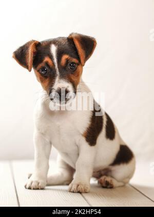 Studio shot - Jack Russell Terrier puppy assis sur les tableaux blancs. Banque D'Images