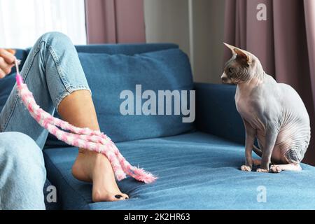 Chat Sphynx ludique assis sur le canapé Banque D'Images