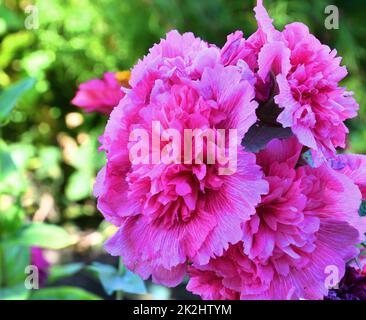 Fleur de Terry Rose de stock (Lat. Alcea rosea) ou de couleur rose pâle Banque D'Images