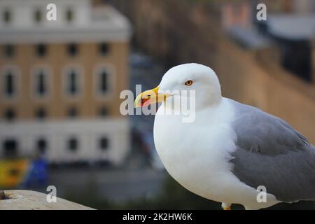 Une mouette blanche sur une surface en pierre autour de Banque D'Images