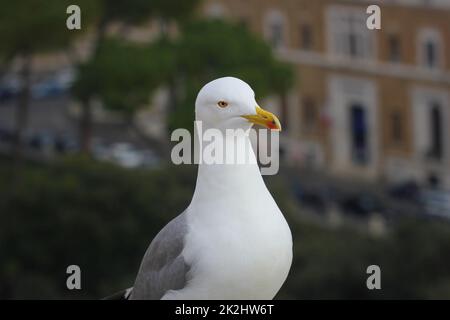 Une mouette blanche sur une surface en pierre autour de Banque D'Images