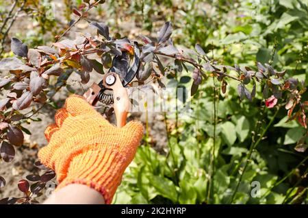 L'homme jardinant dans l'arrière-cour. Les mains du Mans avec des sécateurs coupant des fleurs sauvages sur le Bush. Jardinage saisonnier, élagage des plantes avec des sécateurs dans le Banque D'Images