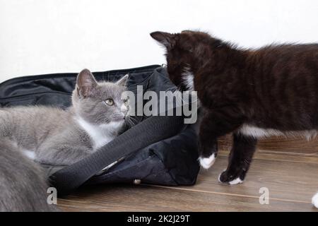 Les chatons gris et noirs jouent en gros plan dans la pièce Banque D'Images