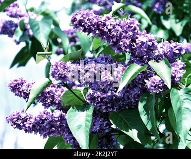 Fleurs de lilas terreux (double) de couleur lilas Banque D'Images